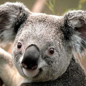 Meet your Posher, Candie